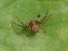 Xysticus sp.